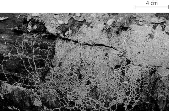 Four major groups: Plasmodial slime molds Cellular slime molds