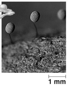 meiosis Each sporangium produces many spores (Fig. 28.