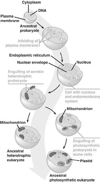 endosymbiont theory Evidence that Supports the Endosymbiont Theory Origi