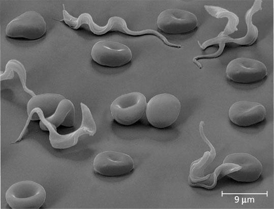 the mitochondrian - called the kinetoplast Genus Trypanosoma cause of African