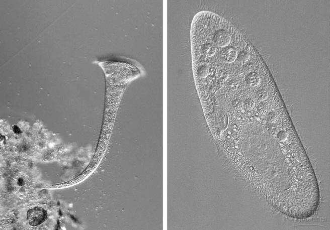 The Cilates Ciliates Many beautiful freshwater species Use cilia to move and feed Have very complex cells, e.g.