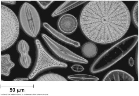 molds) The Diatoms glass-like cell walls - made of hydrated silica important