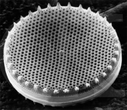 Diatomaceous Earth Huge amounts of ancient diatom cell walls Various uses: filtering medium