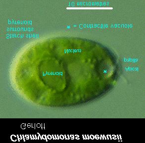 ca/protists/chlamy/introduction.