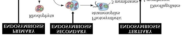 proteobacteria.