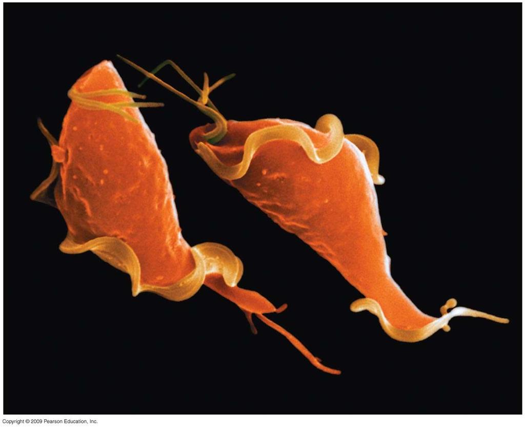 Flagella Undulating