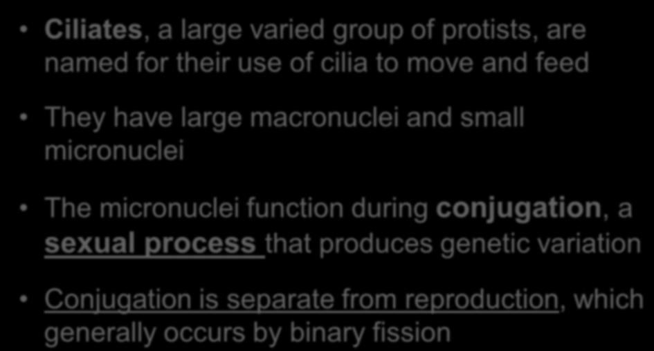 Ciliates Ciliates, a large varied group of protists, are named for their use of cilia to move and feed They have large macronuclei and small micronuclei The