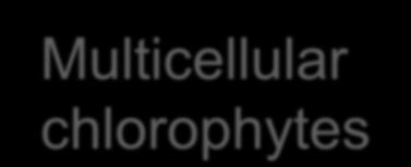 chlorophytes 2 cm (b)