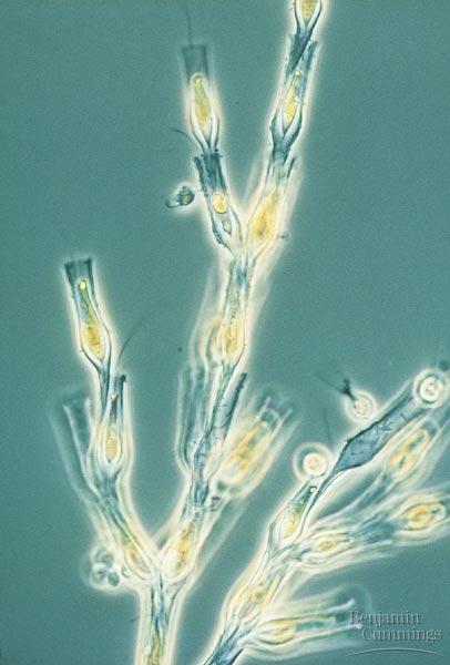 Supergroup: SAR Clade: Stramenopiles Groups: Golden Algae