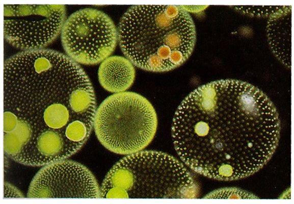 Charophytes) Green Algae