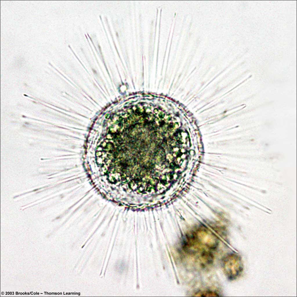 Other Amoeboid Protozoans Foraminiferans A living heliozoan