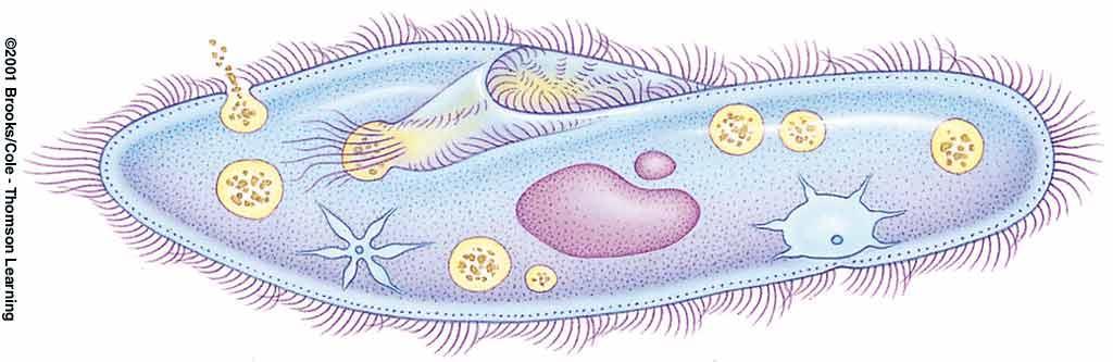 Body Plan of Paramecium food vacuole food residues being ejected gullet cilia trichocysts ( harpoons
