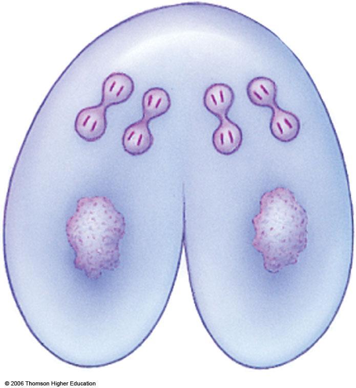 d Meiosis II follows and results in four haploid micronuclei.