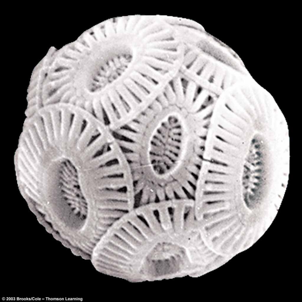 Coccolithophores Major component of the phytoplankton Calcium carbonate shell