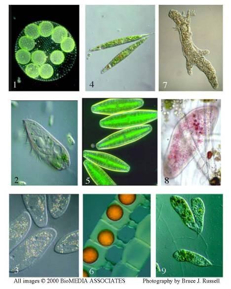 20-1 The Kingdom Protista Protists are that are not members of the Plant, Animal, or Fungi Kingdoms. The Kingdom Protista may include more than 200,000 species.