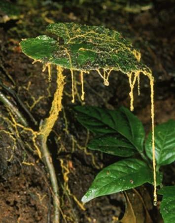 At one stage of their life cycle, slime molds look just