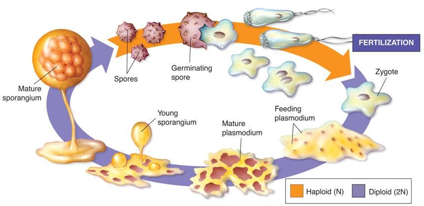 Acellular (Plasmodial) Slime Molds (Myxomycota) Fertilization Mature sporangium Spores Germinating Young sporangium Zygote Feeding Mature plasmodium plasmodium slime molds begin as amoeba-like