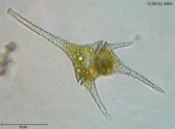 Chrysophyta 3.