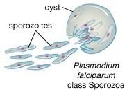 Zooflagellates (P. Zoomastigina) 2. Sarcodines (P.