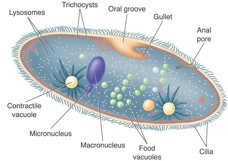 Ciliates Cilia sweep food particles into the (Ciliophora). The gullet traps the particles and forces them into food vacuoles. The food vacuoles fuse with lysosomes which contain digestive.