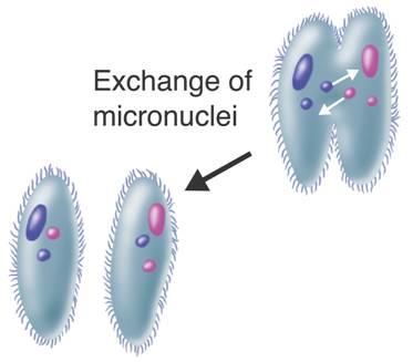 Ciliate Conjugation Macronucleus Micronucleus Two paramecia attach