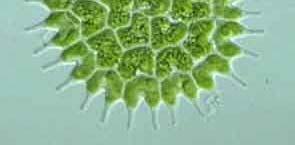 three phyla of algae that are