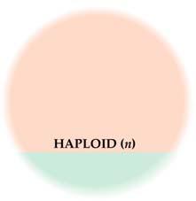 haploid is