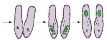Paramecium conjugation Genetic recombination called conjugation (~sex) Haploid micronuclei