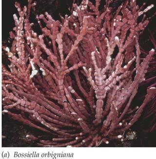 Red algae photosynthetic pigment phycoerythrin, but they aren t