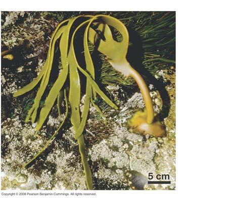 KELP Durvillaea species Blade Stipe Holdfast Multicellularity evolved multiple times in eukaryotes 7 How are eukaryotes different?