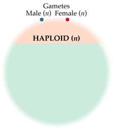 Two haploids fuse by fertilization to form a new diploid Mitosis simply copies eukaryotic DNA, without