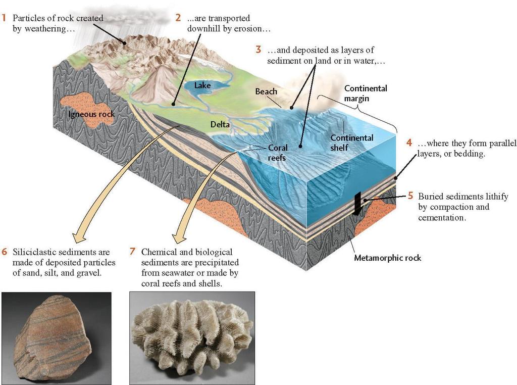 SEDIMENTARY ROCKS: result from surface processes