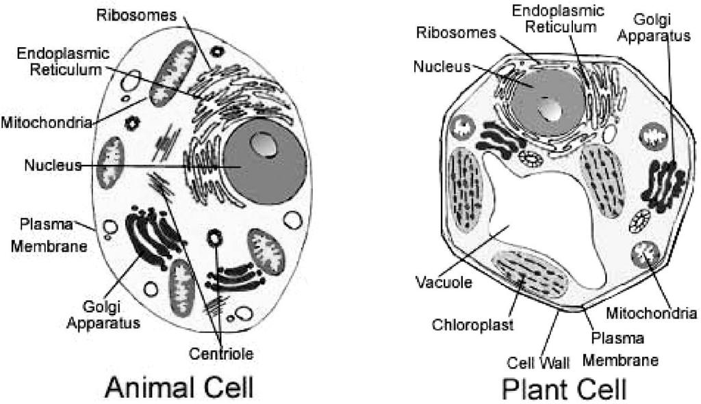 P. 5 other cell products. Vacuoles of some plants contain poison that discourages animals from eating the plant's leaves. Note: VACUOLES and VESICLES are similar in that both are storage organelles.