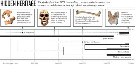 A small, but significant, portion of modern human genomes has roots in archaic forms.
