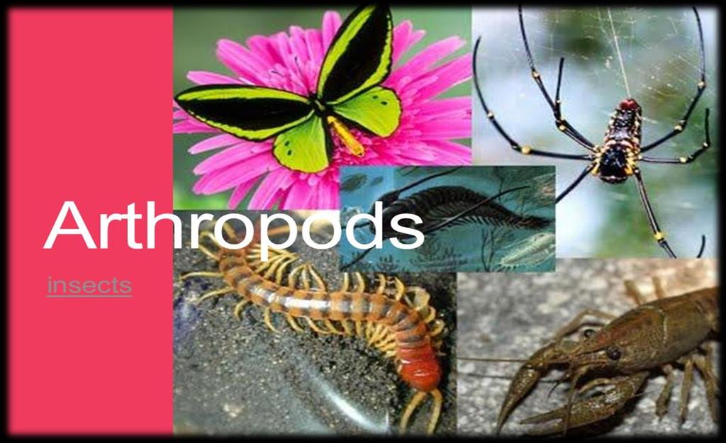 Spineless Invertebrates 6. The arthropod group, which consists of: A.