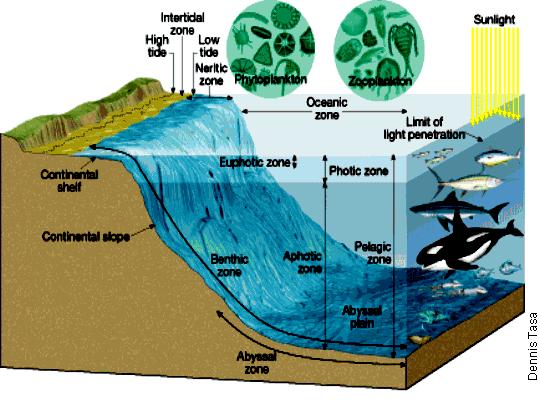 Marine/Ocean - habitat where the fresh water of a river meets the salt water of the ocean. They are shallow, sunlit, and nutrient rich.