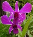 orchid family is the