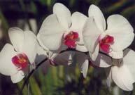 Suggested Orchids: