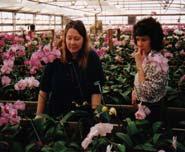 Selecting an Orchid The Plant In proportion to the