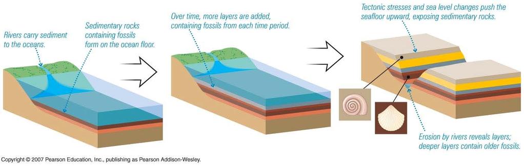 Sedimentary strata Important in the study of Earth s history 1) because it may contain intact fossils 2) it forms in a way that tends to produce a record of time Erosion of land -> carried by rivers