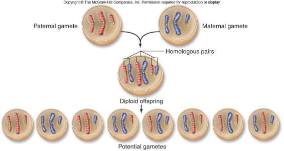At the end of Meiosis II, are the in the duplicated state? Three events are unique to meiosis, and all three occur in meiosis l 1. Yes 2.