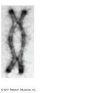 Figure 13.11-2 Prophase I of meiosis Pair of homologs Nonsister chromatids held together during synapsis Figure 13.