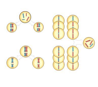11-4 Prophase I of meiosis Pair of homologs Nonsister chromatids held together during synapsis Figure 13.