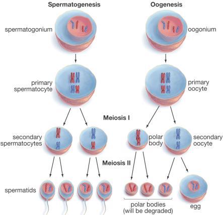 One cell produces 4 sperm.