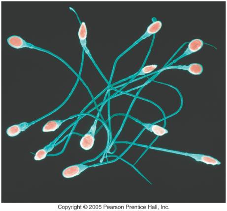 The sperm need to contain the genetic material and deliver it to the egg.