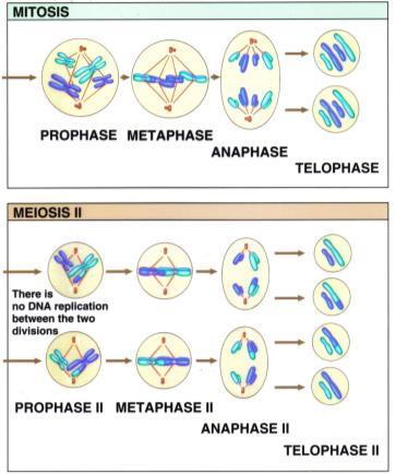 Review of Mitosis vs Meiosis Mitosis and Meiosis both start with a diploid cell (46, 23 pairs) Before both Mitosis and Meiosis the DNA replicates during interphase, forming duplicated,