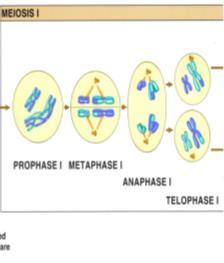 separated to produce two cells, each with 46, 23 pairs of non duplicated These cells are diploid (2n) cells There is no exchanging of genetic material Meiosis Two stages Meiosis I: the