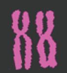 Sex Chromosomes in Human Cells The sex, which determine the sex of the individual, are called X and Y Human females have a homologous pair of X (XX) Human males have one X and one Y chromosome The