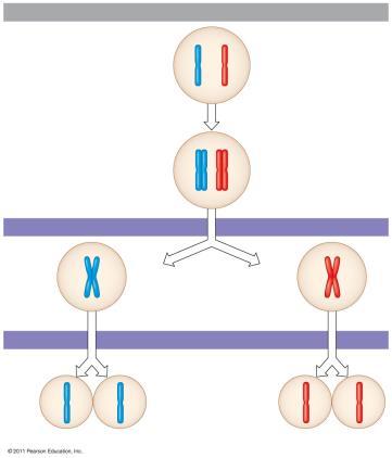 Meiosis the chromosome homologous pairs separate and the cell divides = 1 st cell division Then the chromatids separate and cell divide = 2 cd cell division Two nonsister chromatids in a homologous