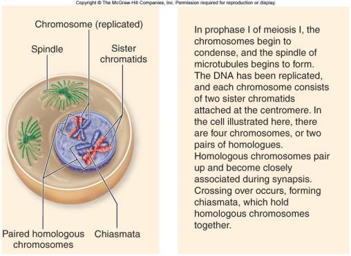 Meiosis 2: The chromatids separate and then the cell divides resulting in four haploid cells (1n) BioFlix: Meiosis Homologous Chromosomes in Prophase I During Prophase I the homologous are attracted